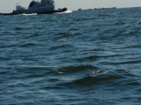 andy Hook to Atlantic City 177.jpg